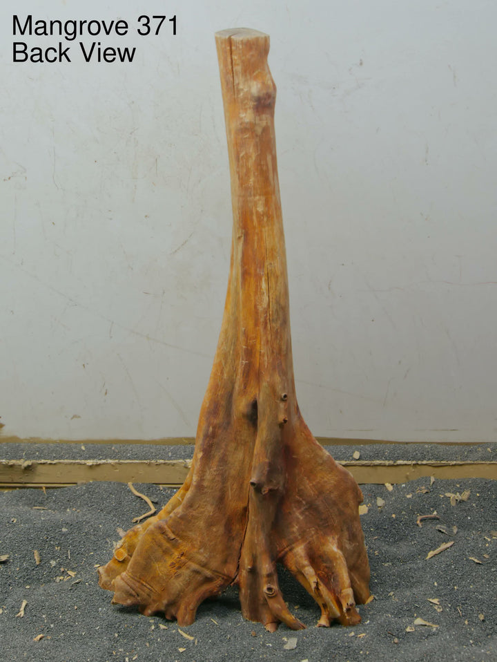 Mangrove Tree Stump 371