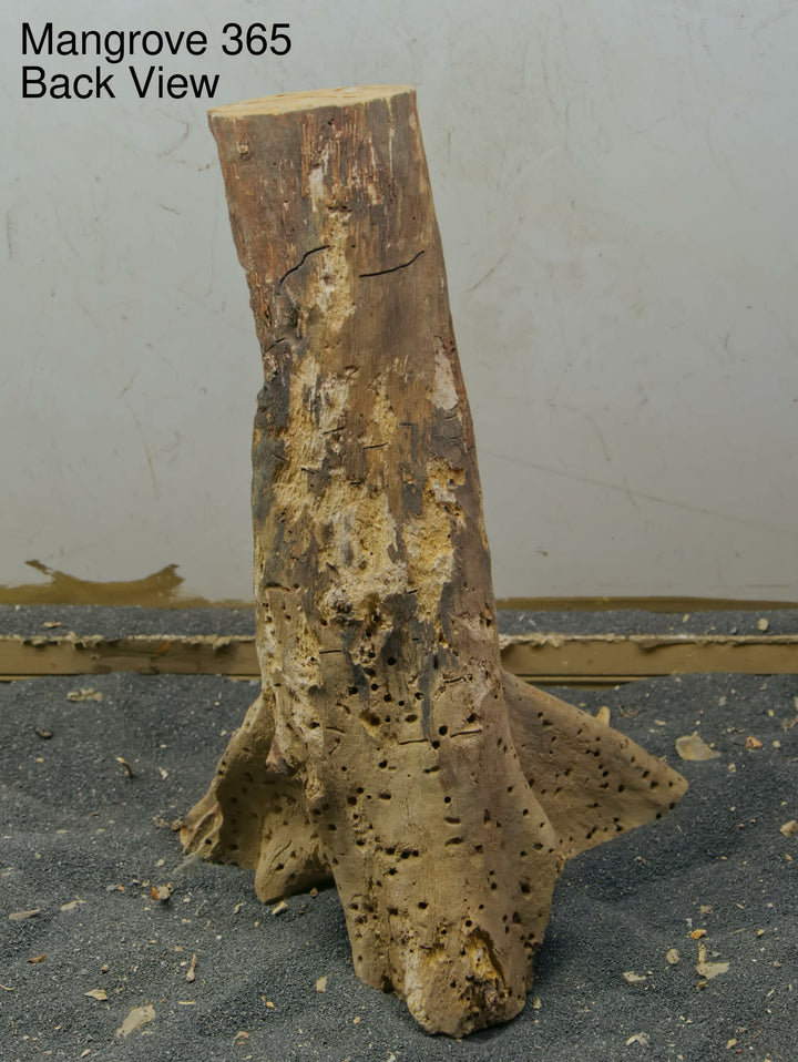 Mangrove Tree Stump 365