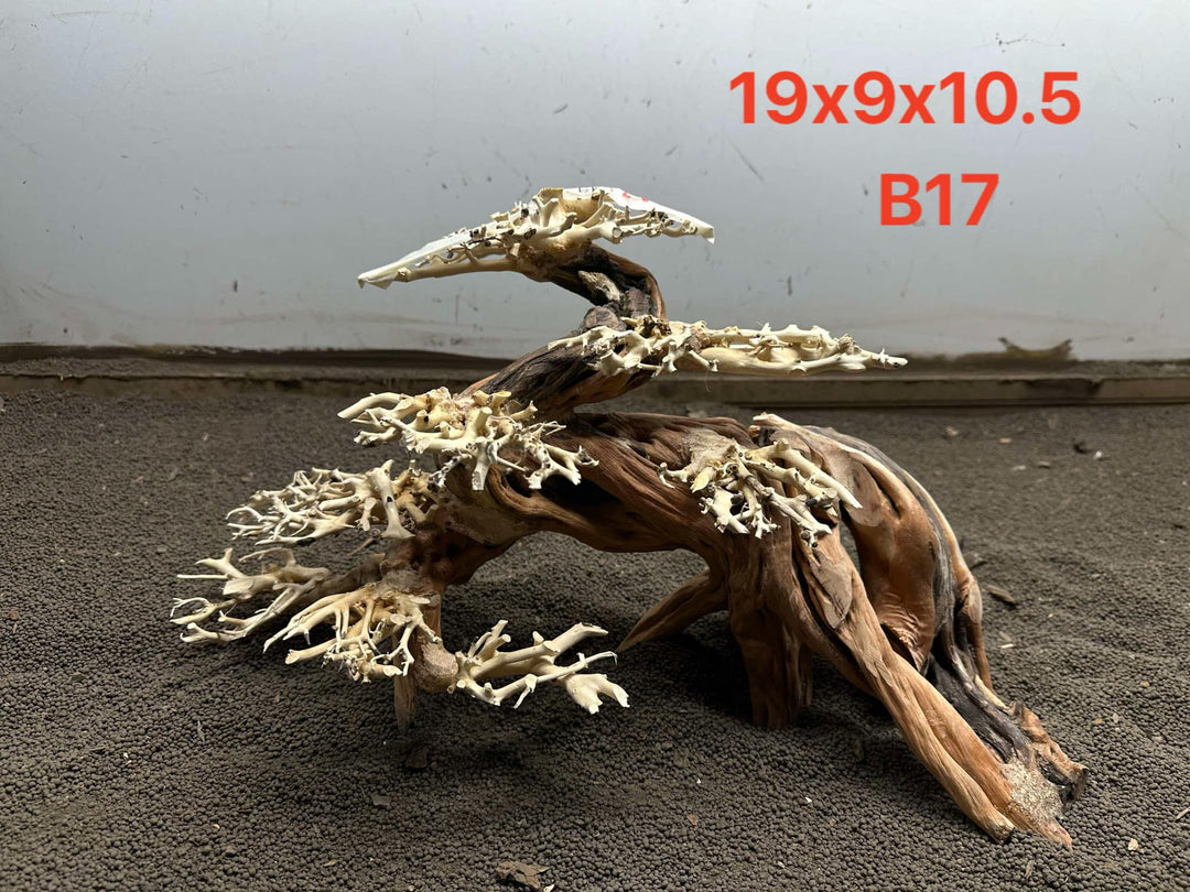 Bonsai Driftwood B17