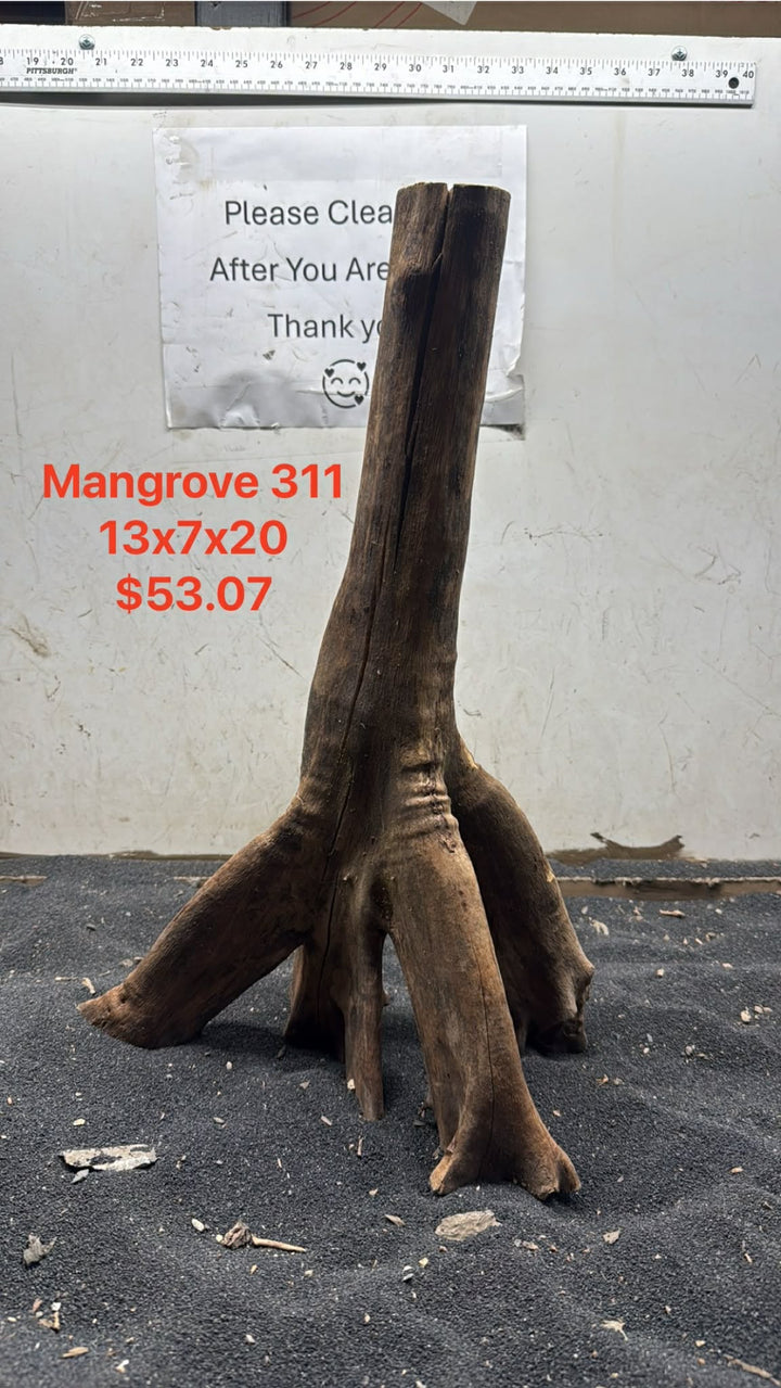 Mangrove Tree Stump 311