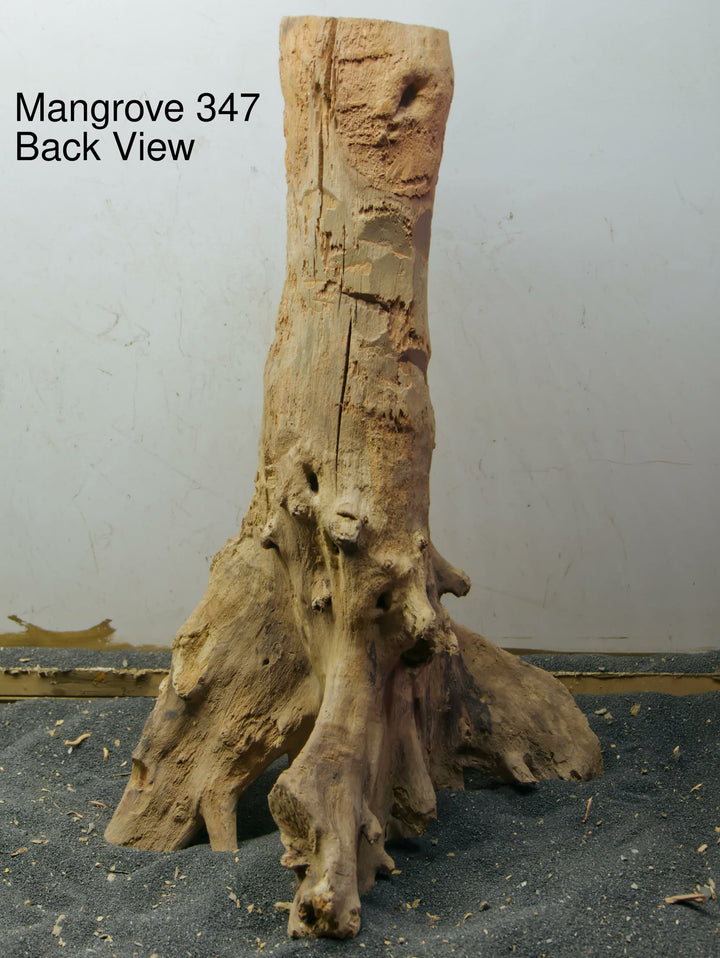 Mangrove Tree Stump 347