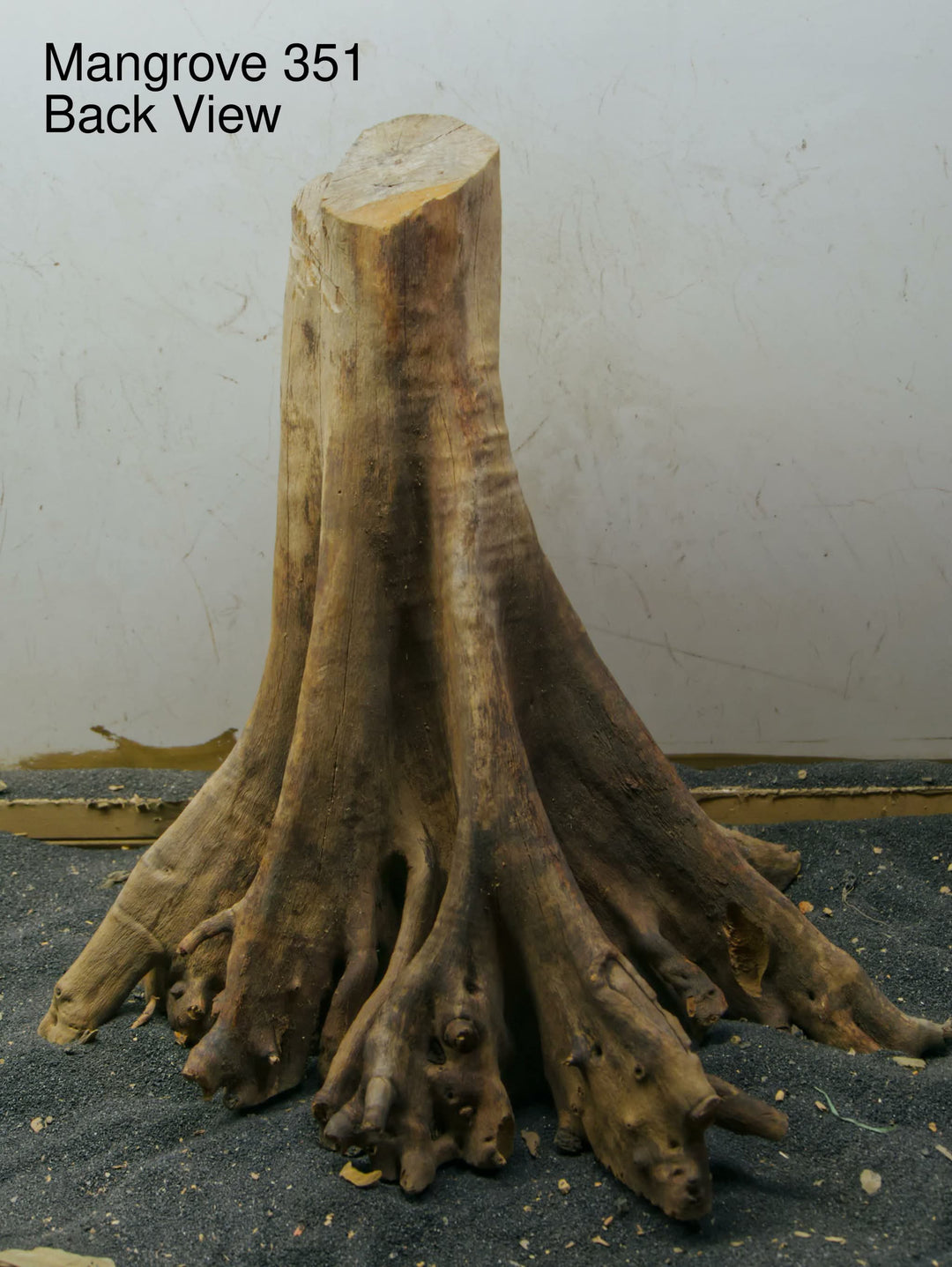 Mangrove Tree Stump 351