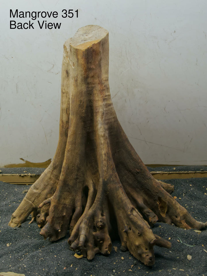 Mangrove Tree Stump 351