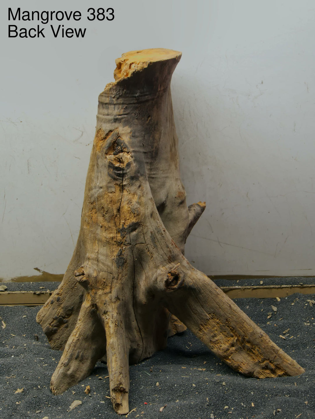 Mangrove Tree Stump 383