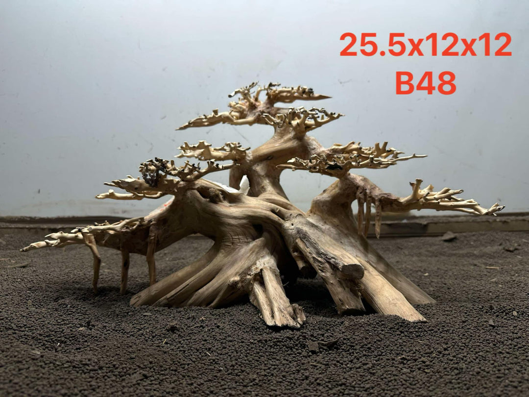 Bonsai Driftwood B48