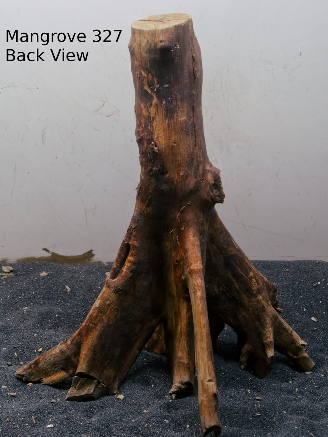Mangrove Tree Stump 327
