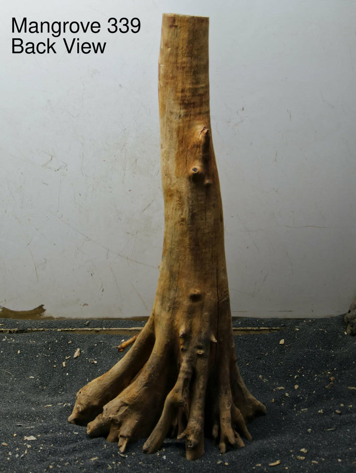 Mangrove Tree Stump 339