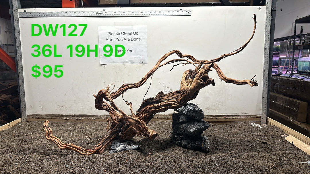 Dragon Root Wood DW127
