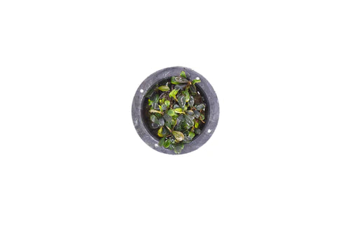 Mini Coin Bucephalandra - Pot