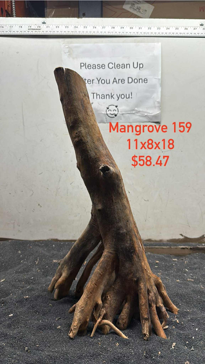 Mangrove Tree Stump 159