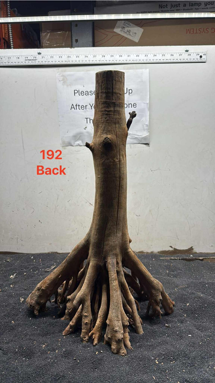 Mangrove Tree Stump 192