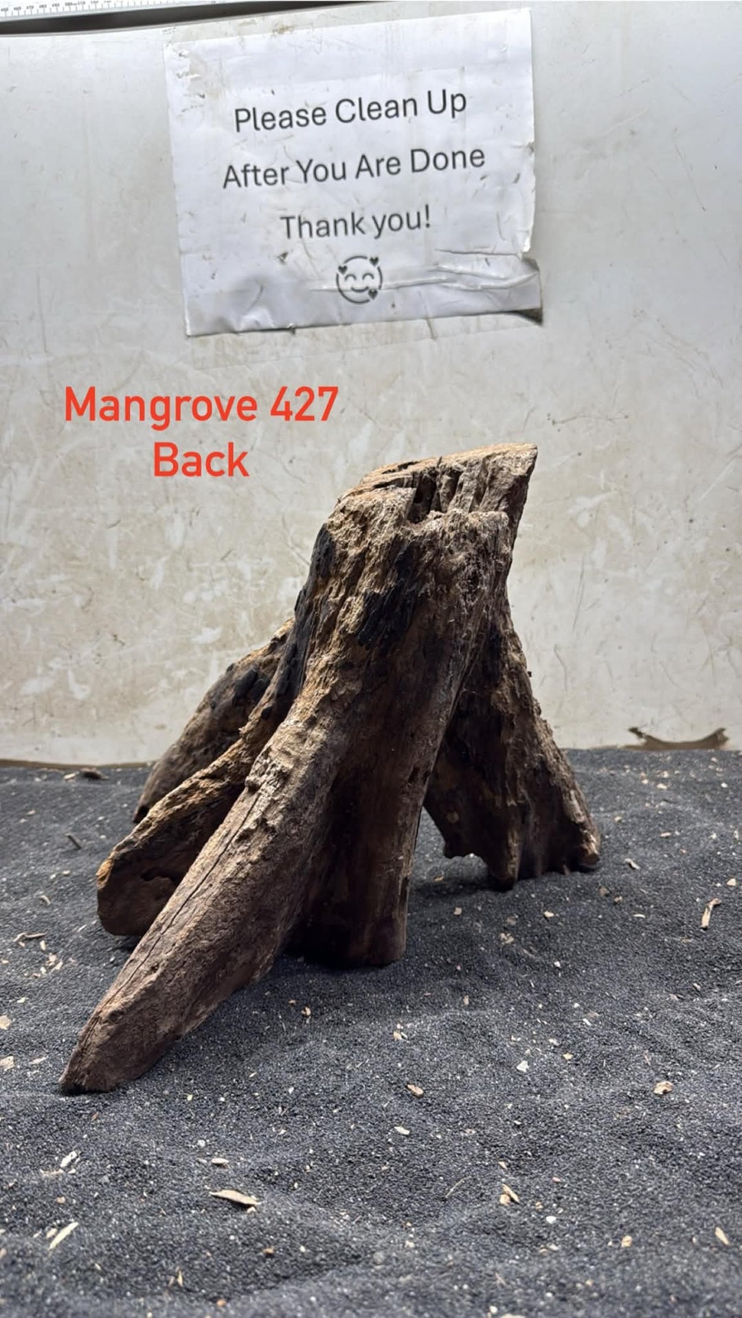 Mangrove Tree Stump 427