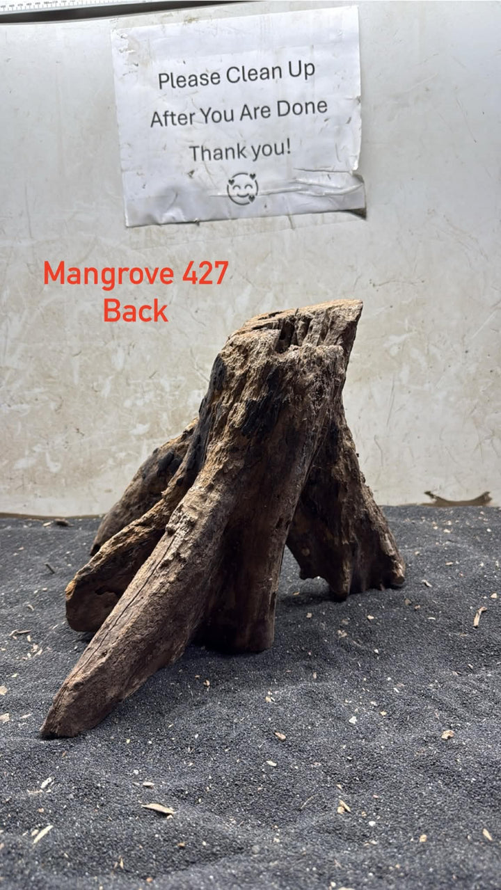Mangrove Tree Stump 427