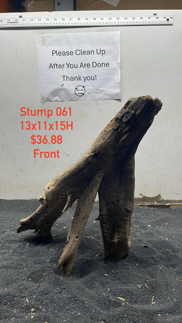 Mangrove Tree Stump 061