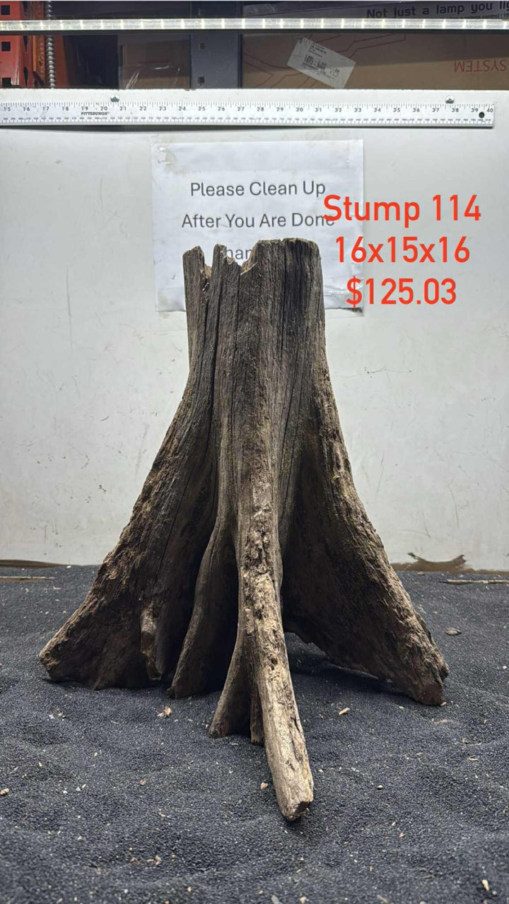 Mangrove Tree Stump 114