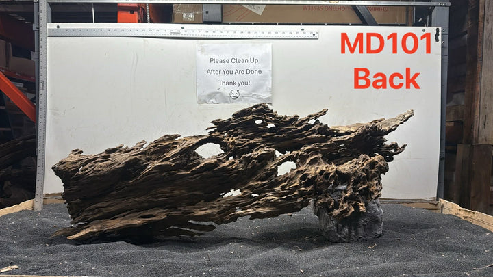 Malaysian Driftwood Showpiece