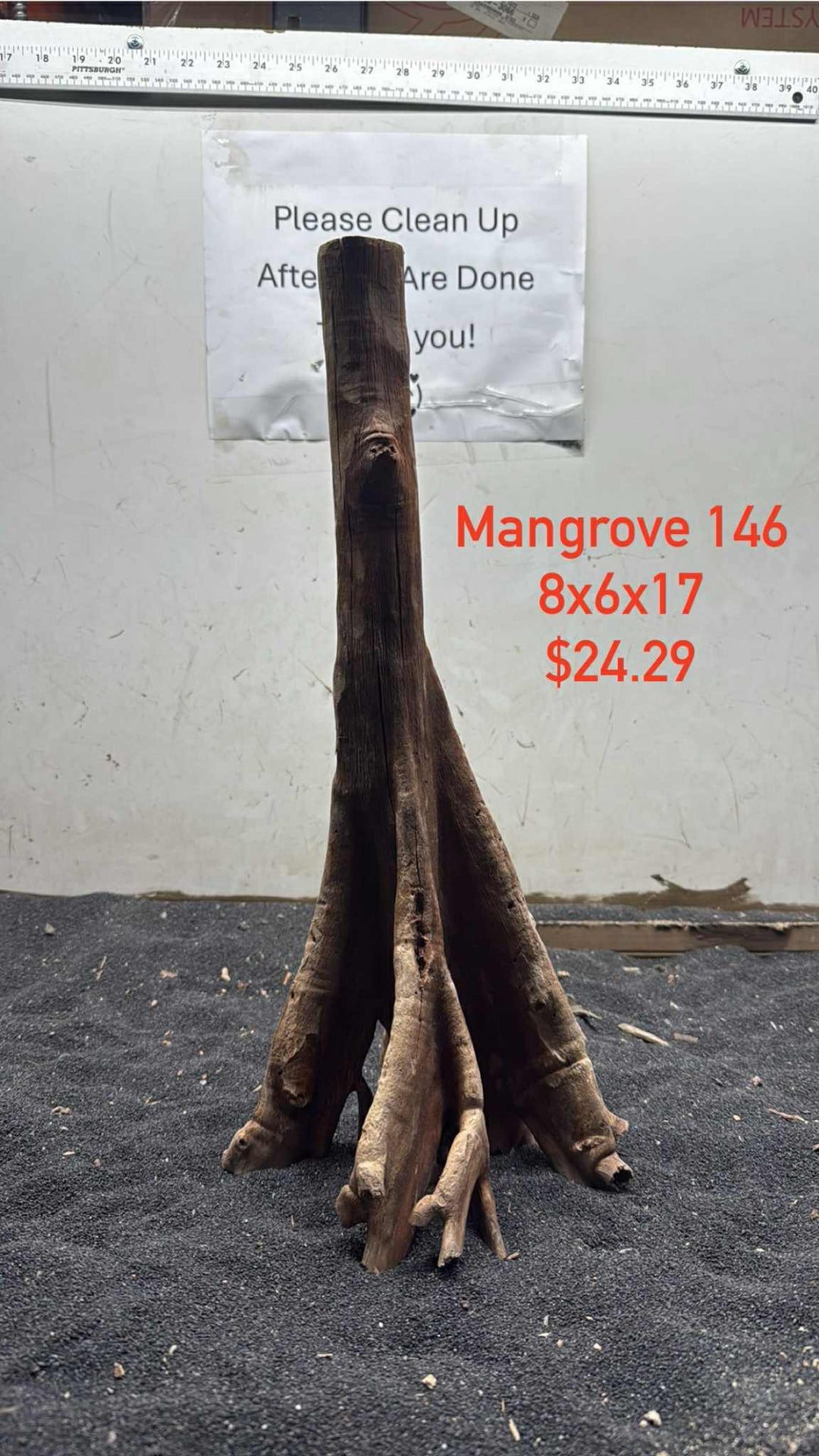 Mangrove Tree Stump 146