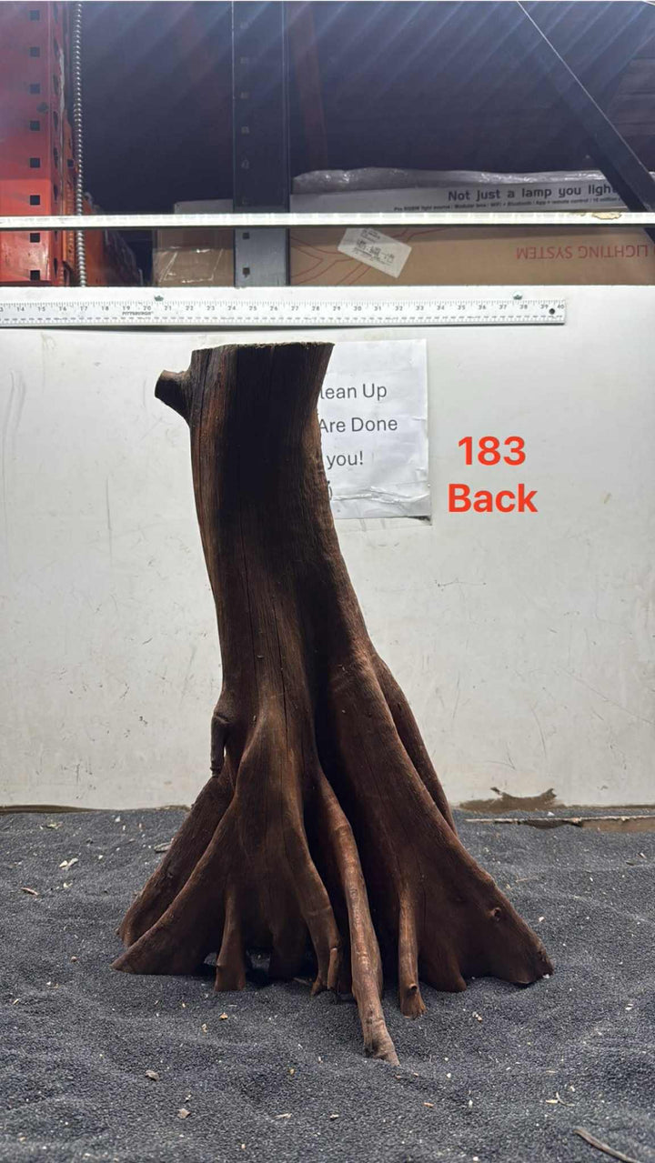 Mangrove Tree Stump 183