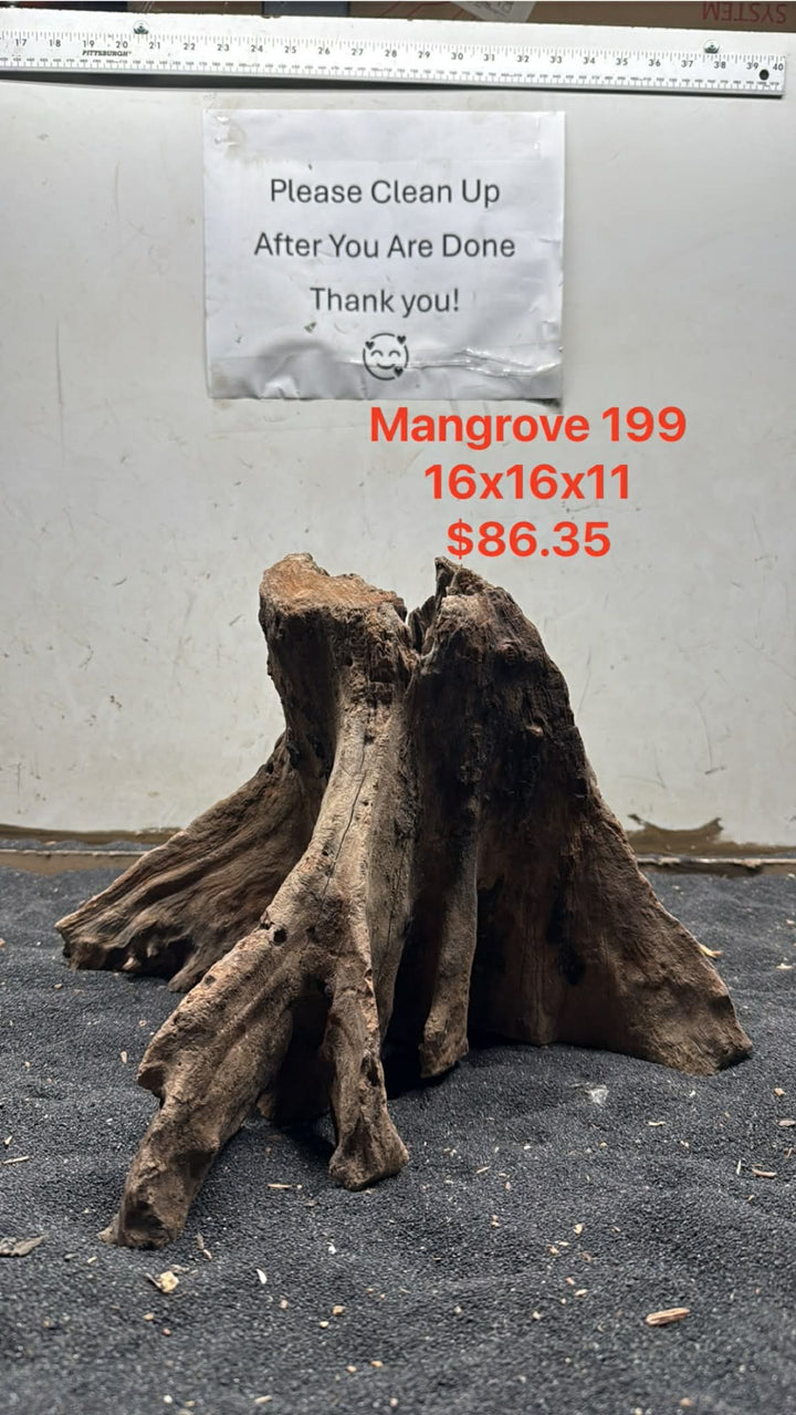 Mangrove Tree Stump 199
