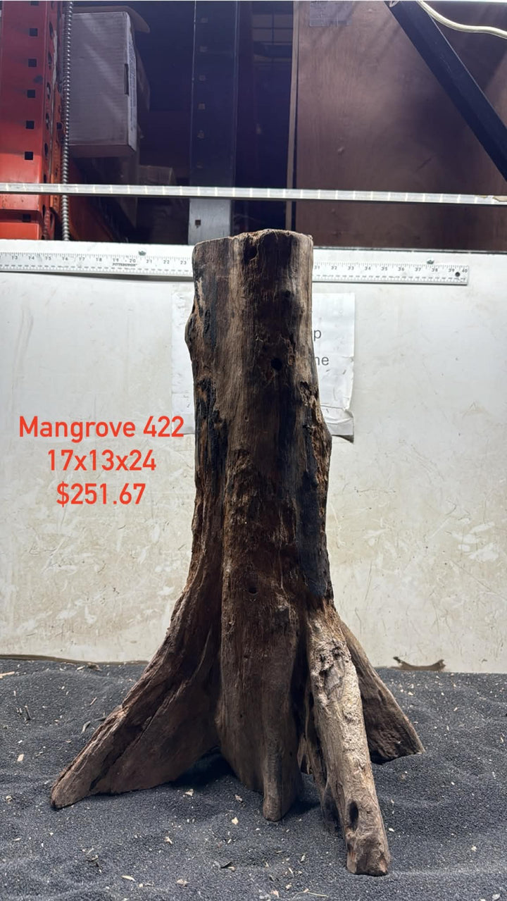Mangrove Tree Stump 422