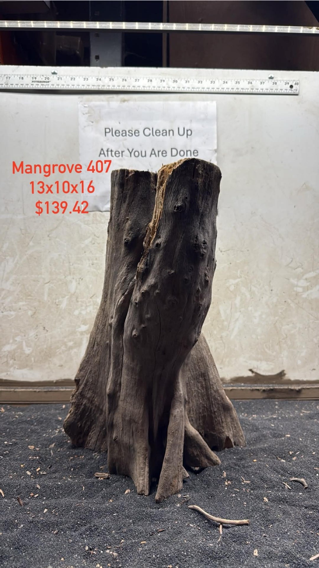 Mangrove Tree Stump 407
