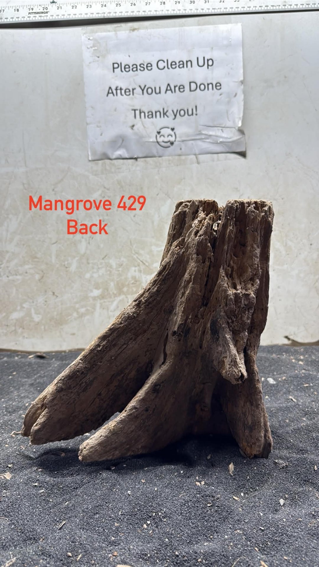 Mangrove Tree Stump 429