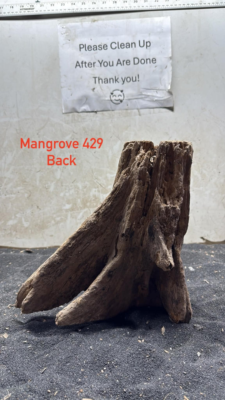 Mangrove Tree Stump 429