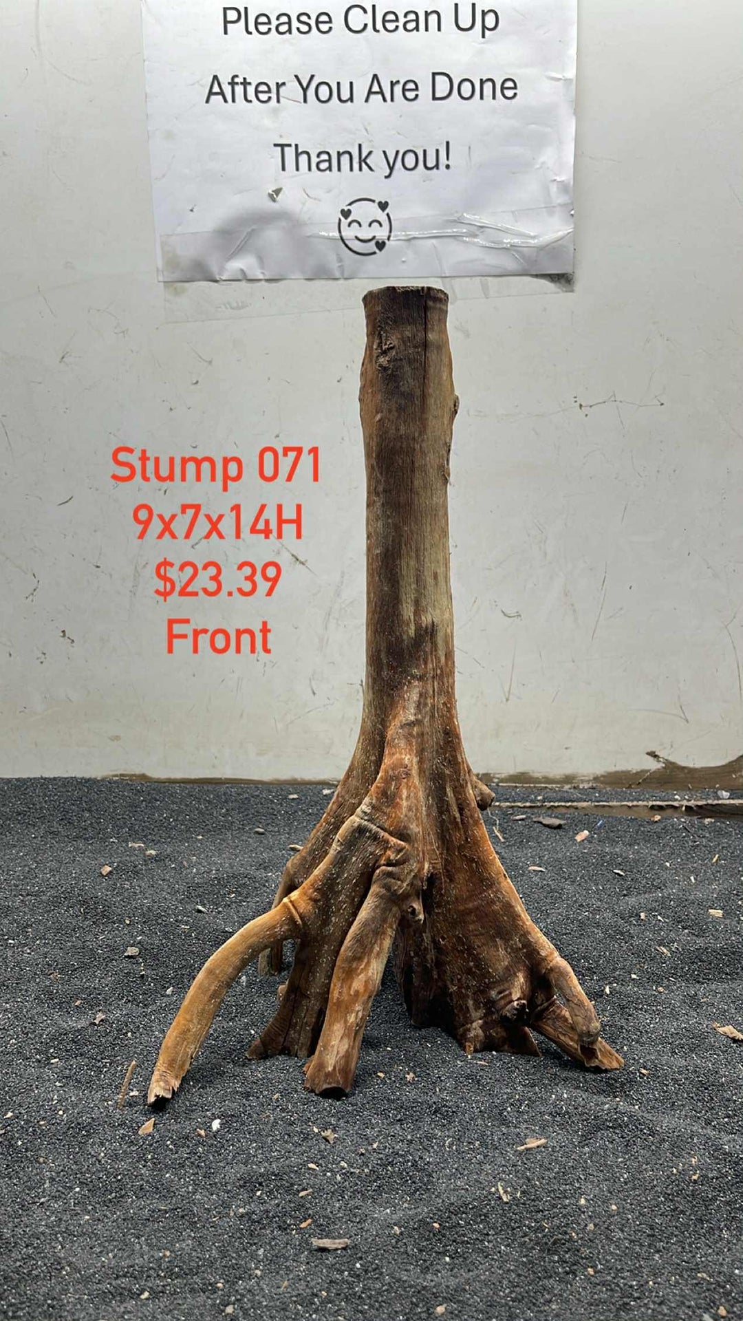 Mangrove Tree Stump 071