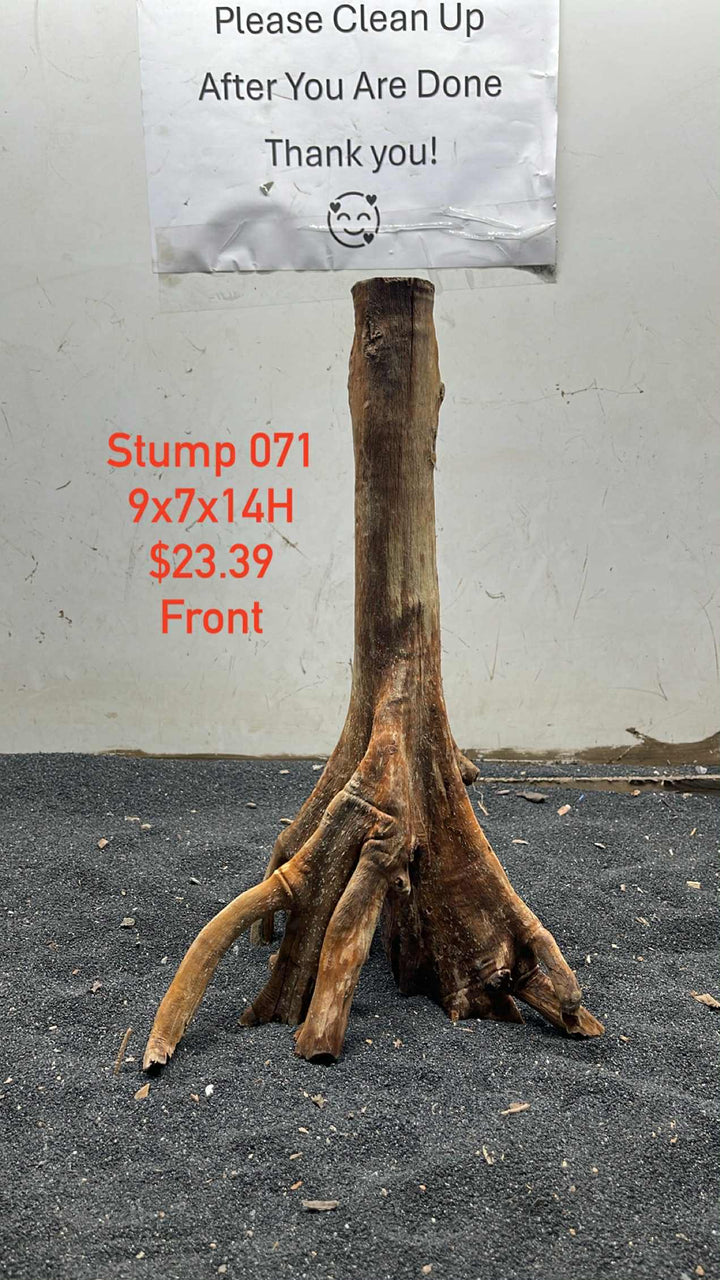 Mangrove Tree Stump 071