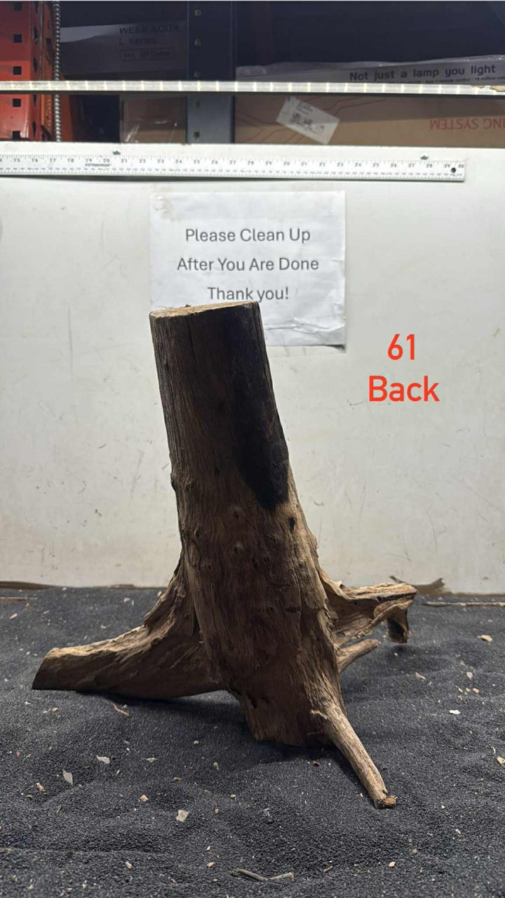 Hardwood Stump 061