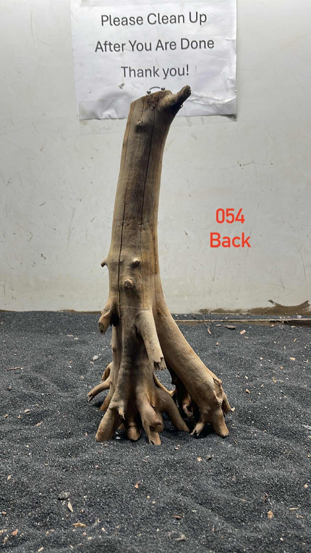 Mangrove Tree Stump 054