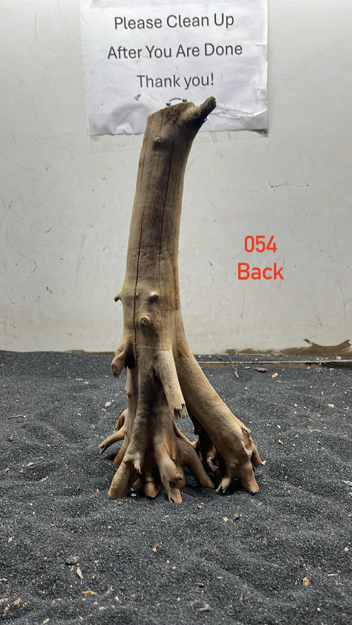Mangrove Tree Stump 054