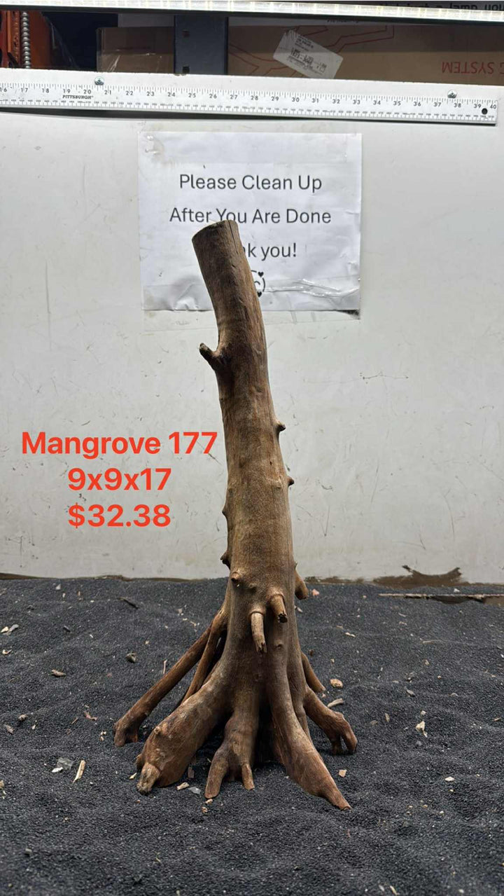 Mangrove Tree Stump 177