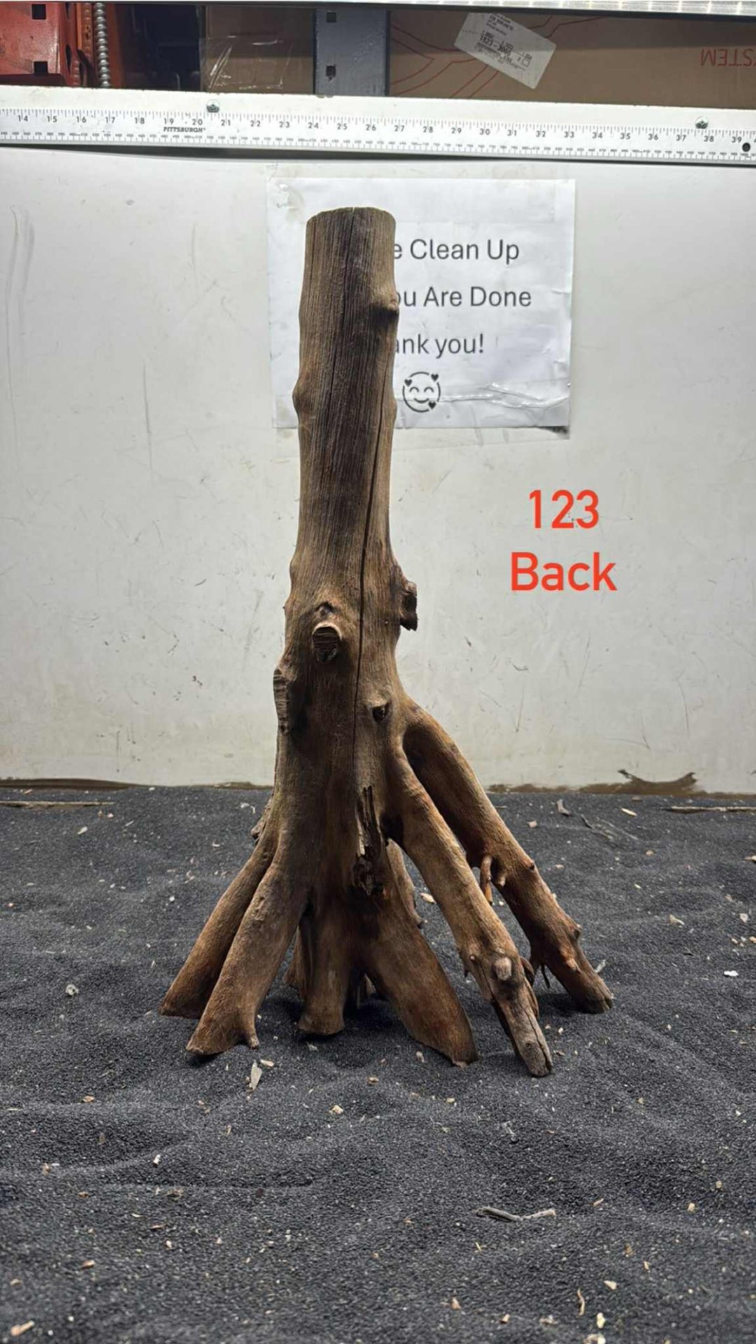 Mangrove Tree Stump 123