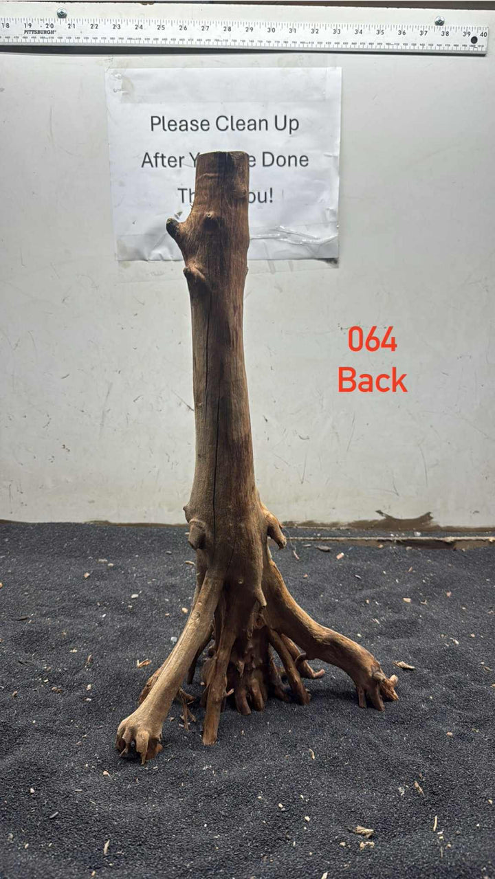 Mangrove Tree Stump 064