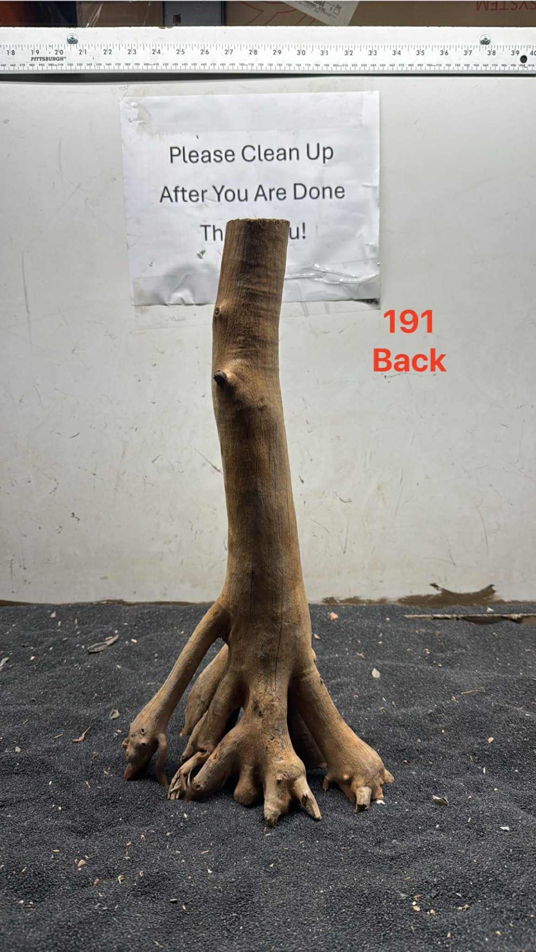 Mangrove Tree Stump 191