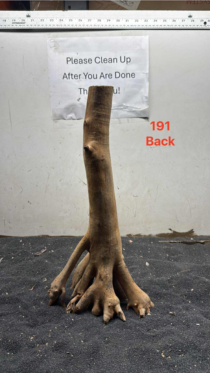 Mangrove Tree Stump 191