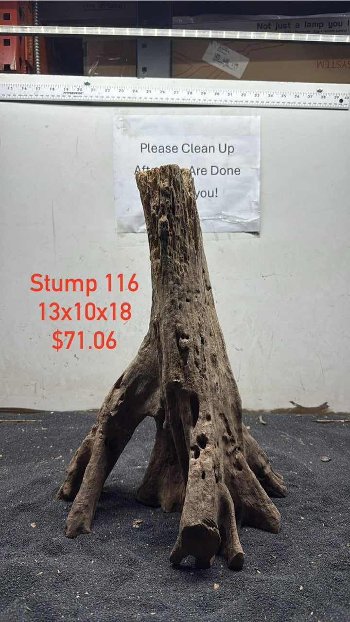 Mangrove Tree Stump 116