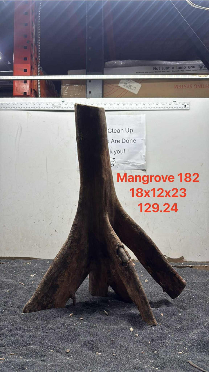 Mangrove Tree Stump 182