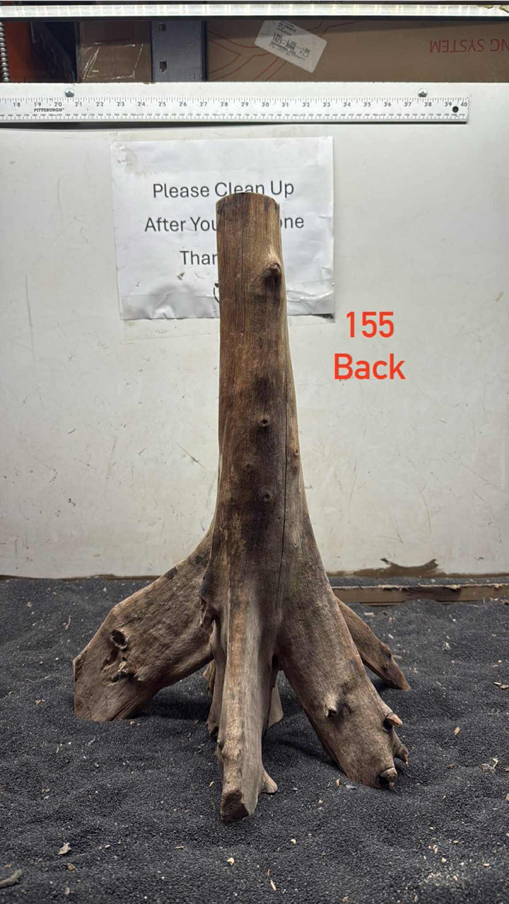 Mangrove Tree Stump 155