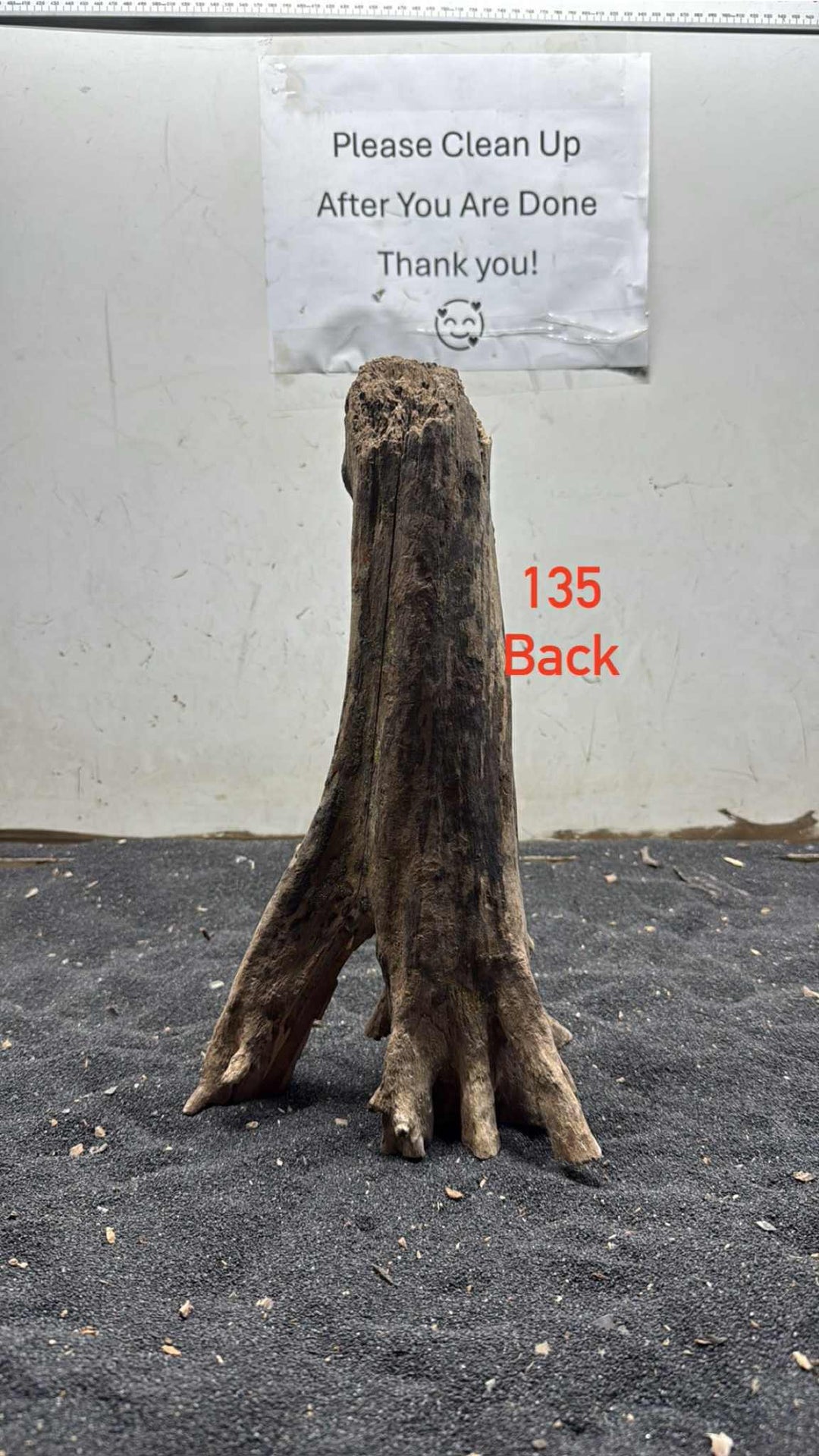 Mangrove Tree Stump 135