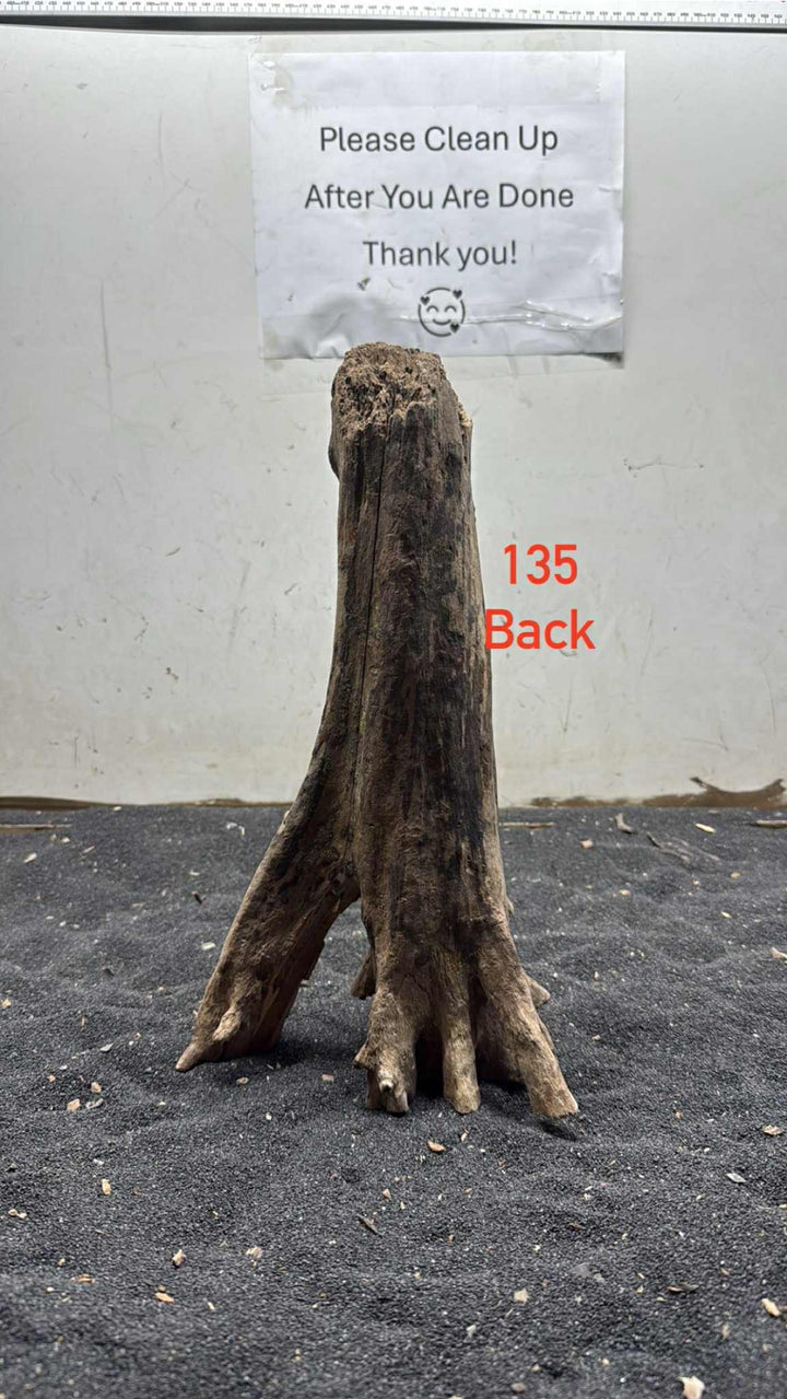 Mangrove Tree Stump 135