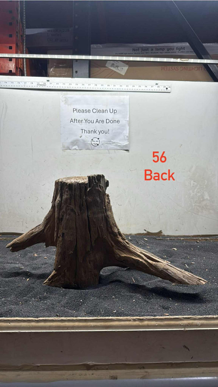 Hardwood Stump 056
