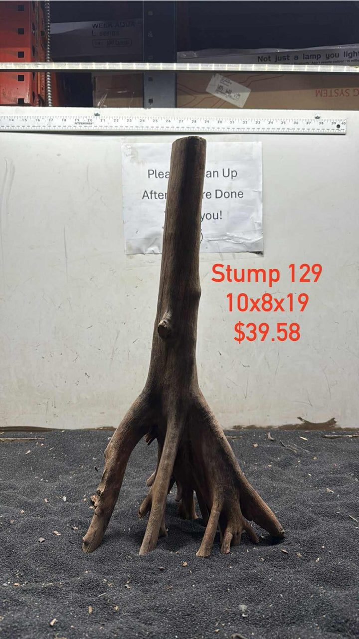 Mangrove Tree Stump 129