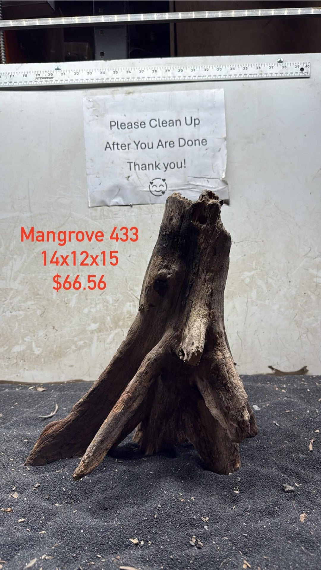 Mangrove Tree Stump 433