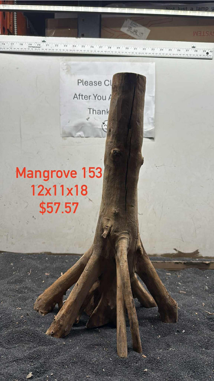 Mangrove Tree Stump 153