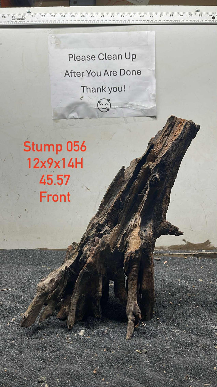 Mangrove Tree Stump 056