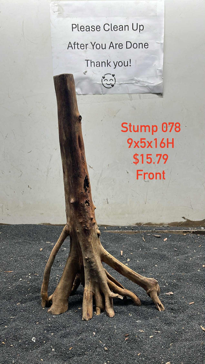 Mangrove Tree Stump 078