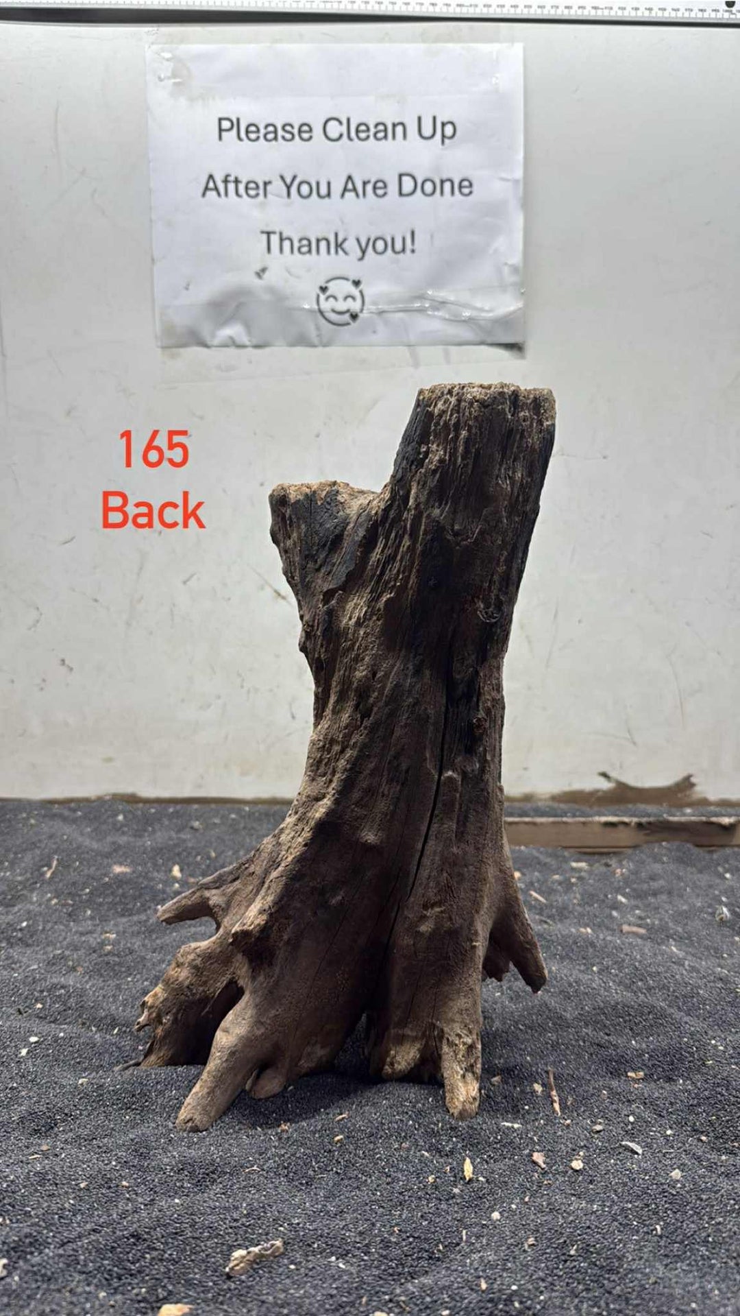Mangrove Tree Stump 165