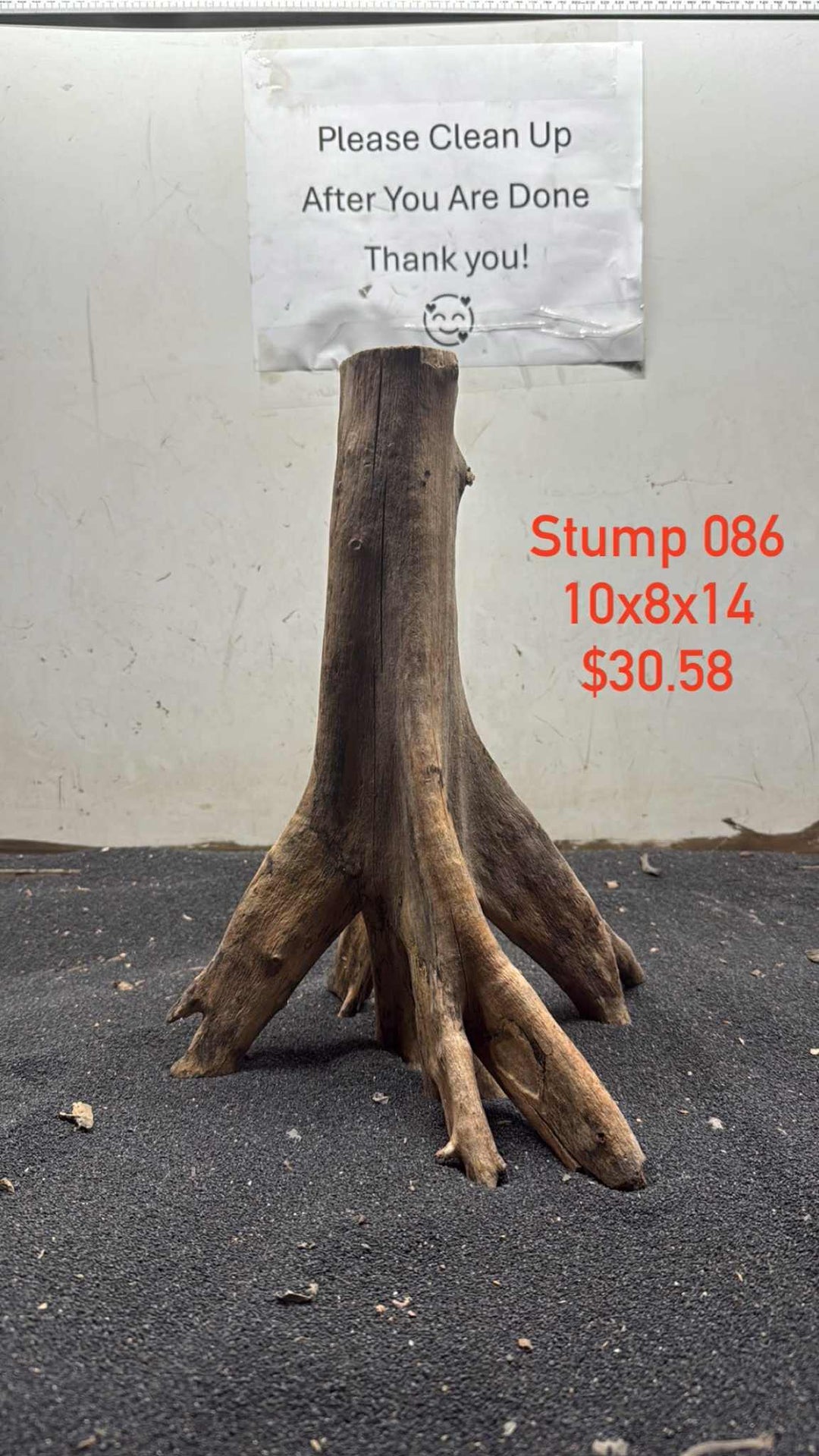 Mangrove Tree Stump 086